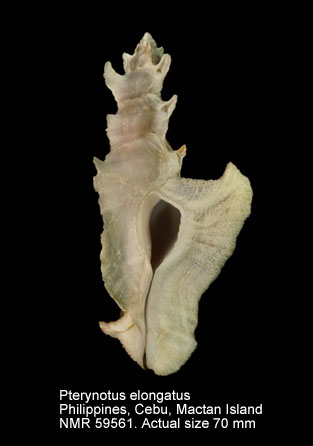 Pterynotus  elongatus (2).jpg - Pterynotus  elongatus(Lightfoot,1786)